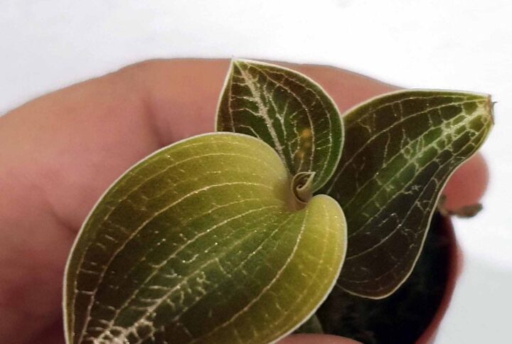 Macodes limii es una Orquídea Joya. espectaculares hojas aterciopeladas con nervios dorados. Una Orquídea que nunca pasa desapercibida