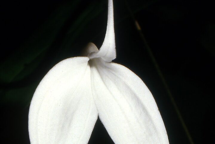 Masdevallia coccinea alba. Orquídea de preciosa flotación blanca que sin duda es una de las mas codiciadas entre los coleccionistas.