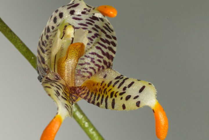  Masdevallia pachyura. Una Orquídea miniatura con una floración impresionante. Amplia tu colección de orquídeas de la mano de The Green Corner