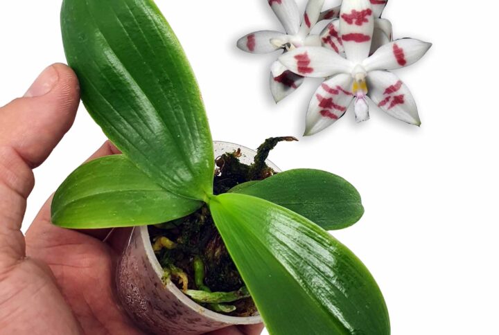 Phalaenopsis tetraspis: Impresionante Orquídea de floración errante
