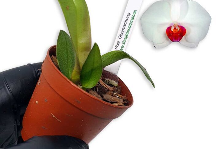 Phalaenopsis Überraschung en kit de rustificacion: tus orquideas en proceso de adaptación para que puedas disfrutar de todo el proceso vegetativo.