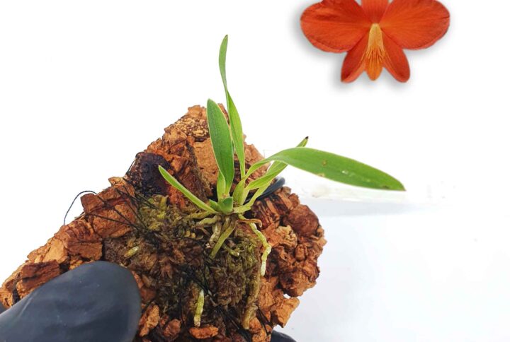 Sophronitis acuensis: Bienvenido al mundo de las Cattleyas miniatura!