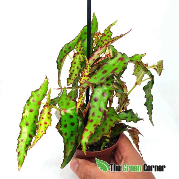 Begonia amphioxus. Una planta de colección para tus ecosistemas y terrarios. Impresionantes hojas y crecimiento a solo un clic