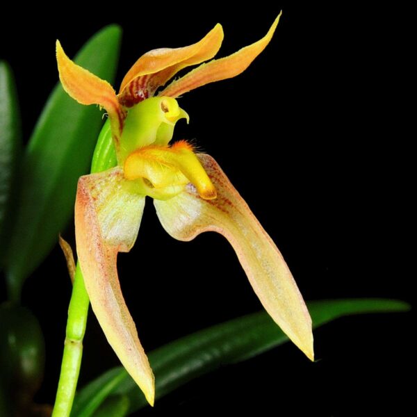 una de las floraciones mas impresionantes del mundo de las orquídeas.