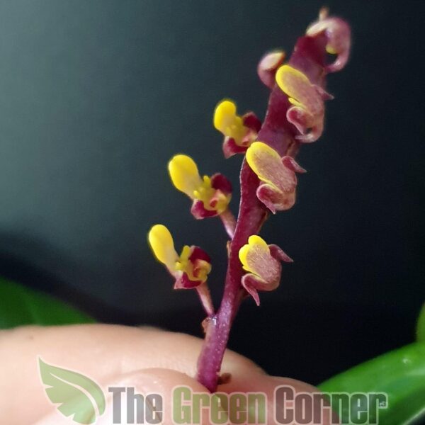  Bulbophyllum-Falcatum-o-Bulbophyllum-kewense . Floración exquisita en el mundo de las orquídeas de colección