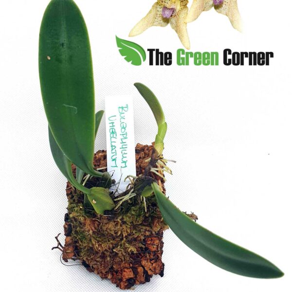 Bulbophyllum umbelatum. Híbrido primario de la familia de los Bulbophyllum. Una variedad a tener en cuenta sin lugar a dudas.