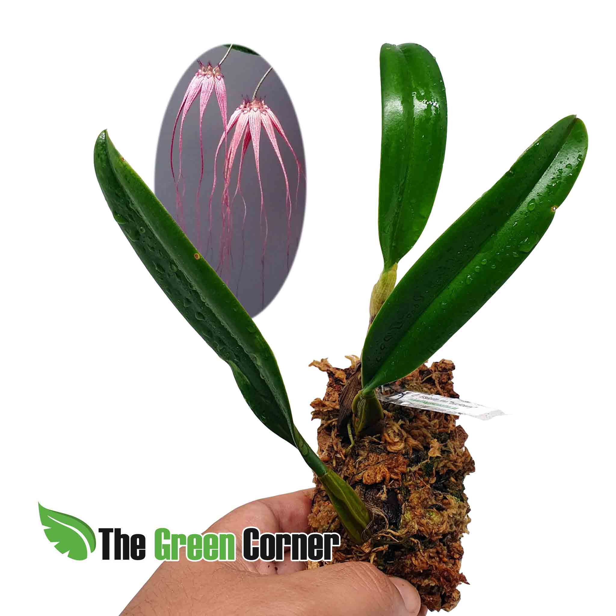 Bulbophyllum Elizabeth Ann 'Buckleberry': posiblemente el bulbophyllum mas cotizado