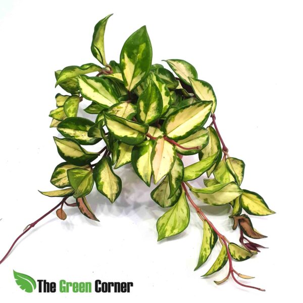 Hoya australis lisa : preciosa planta del genero Hoya