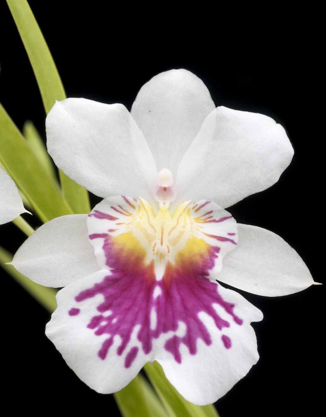 Miltoniopsis phalaenopsis ‘Golden Gate’