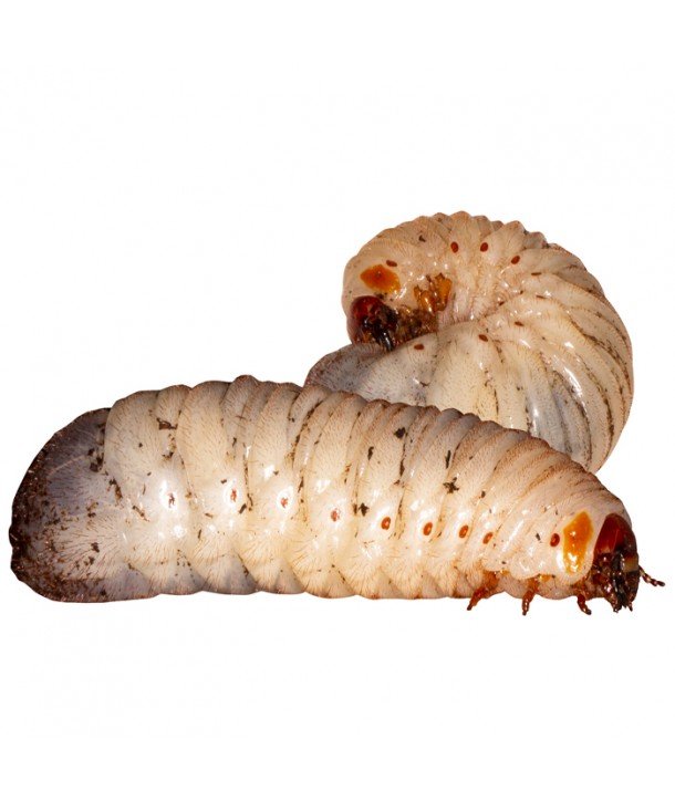 Dola: Larvas del Escarabajo Pachnoda butana