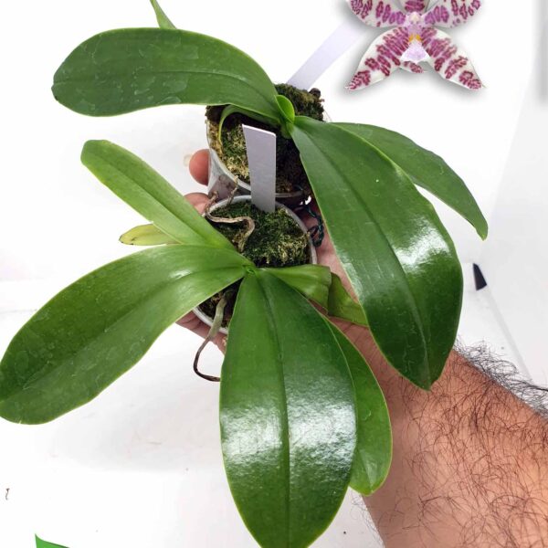 Phalaenopsis hieroglyphica: Preciosa Phalaenopsis botánica