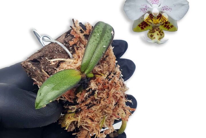 Phalaenopsis stuartiana en kit de rustificacion: tus orquideas en proceso de adaptaciÃ³n para que puedas disfrutar de todo el proceso vegetativo.
