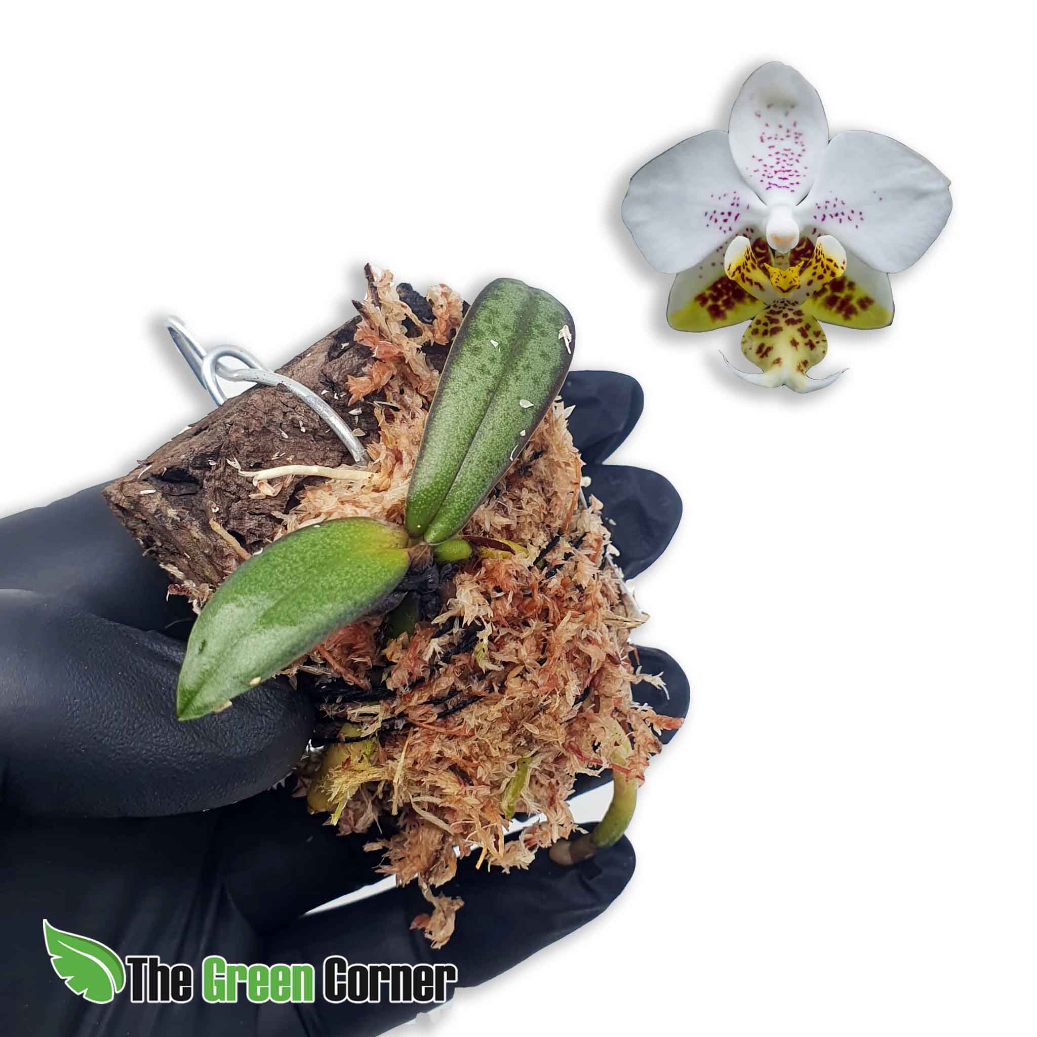 Phalaenopsis stuartiana en kit de rustificacion: tus orquideas en proceso de adaptación para que puedas disfrutar de todo el proceso vegetativo.