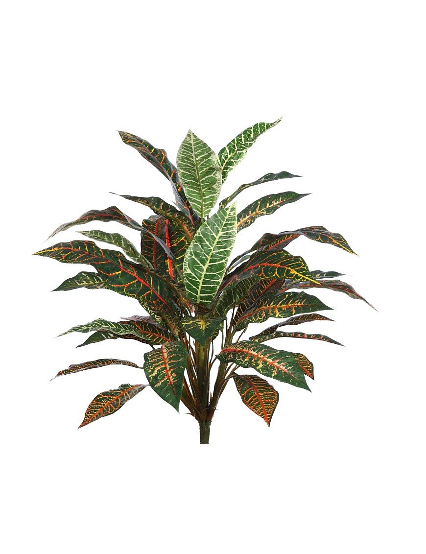 planta-croton-70cm-1