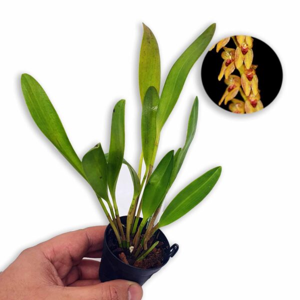 Pleurothallis galeata: preciosa especie del genero Pleurothallis