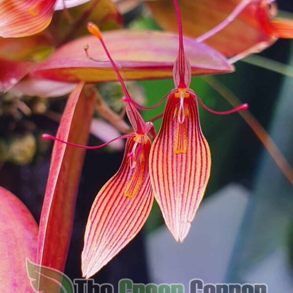 Restrepia trichoglossa es una orquídea de pequeño tamaño que crecerá de forma estupenda en casa. Florecen varias veces al año. Muy sencilla.