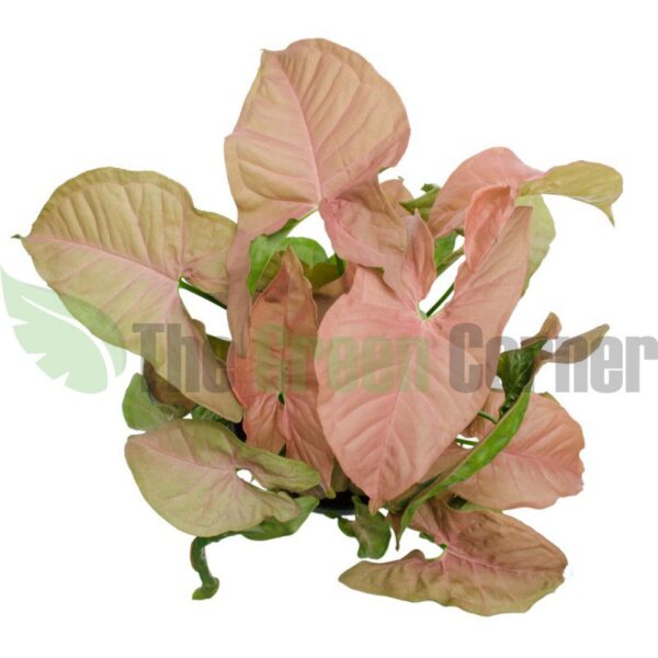 Syngonium Red Heart. Preciosa planta muy resistente con una coloracion rosa en las hojas. Ideal para principiantes y para dar notas de color.