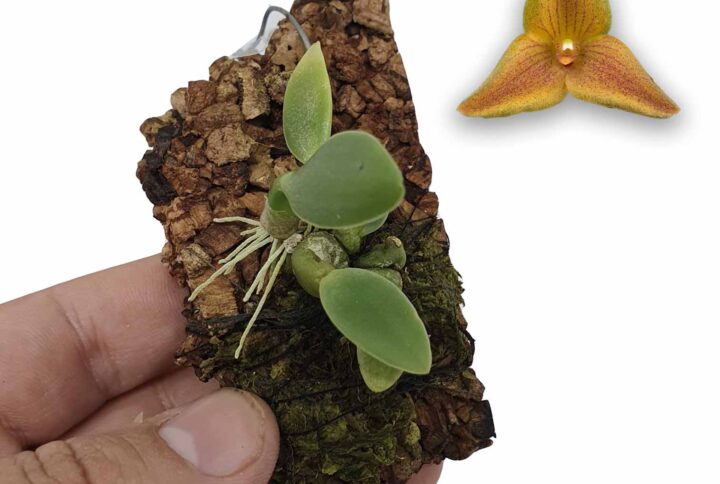 Trias Oblonga: preciosa variedad del genero bulbophyllum. pieza miniatura de colección