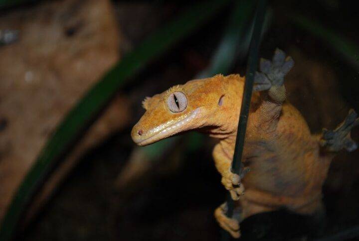 Guia de reproducciÃ³n del Gecko Crestado: Aprendiendo de reptiles con Esperanza