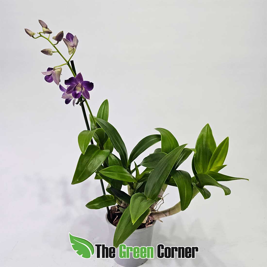 Dendrobium-phalaenopsis-morado-planta