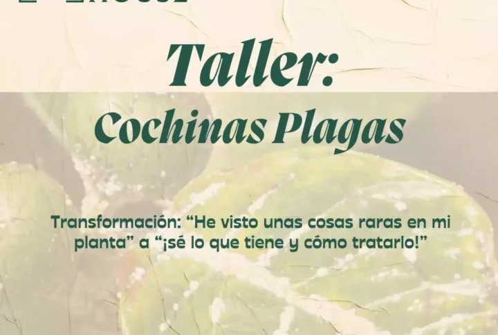 Precios exclusivos plantas y accesorios 6