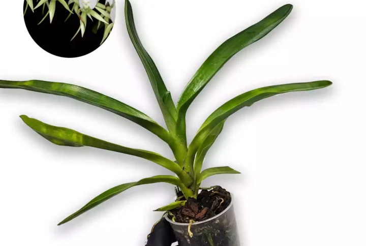 Angraecum eburneum xerophyllum