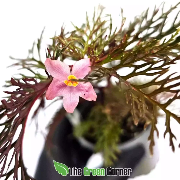 begonia-bipinnatifida-flor
