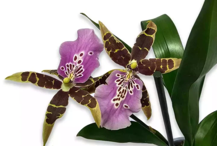 brassia-arachnoidea-purple-flor
