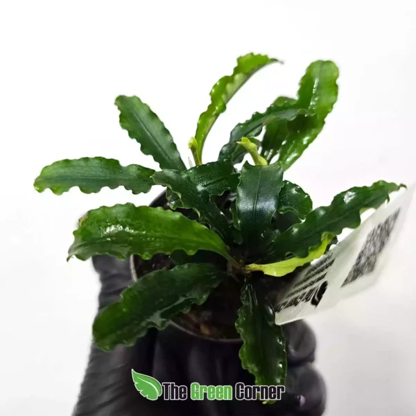 Orquídeas de Colección, plantas tropicales y terrarios 76 Bucephalandra Green Velvet