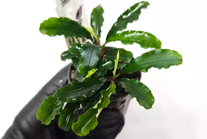 Bucephalandra Green Velvet