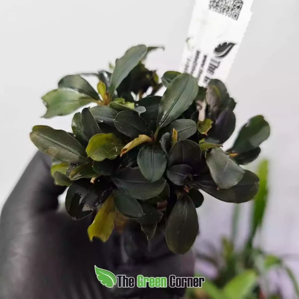 Orquídeas de Colección, plantas tropicales y terrarios 77 Bucephalandra theia