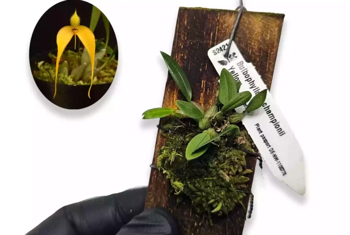 Bulbophyllum championii Yellow