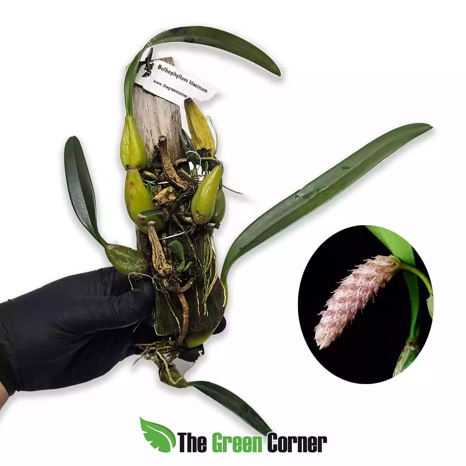 bulbophyllum-lilacinum