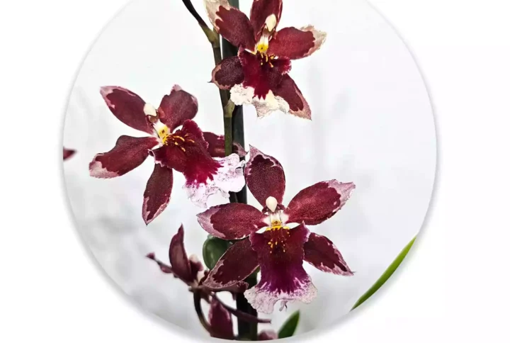 Cambria Hibrida Burregeara Barroco Red