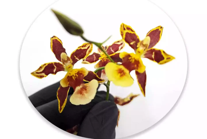 Cambria Hibrida ocre amarilla