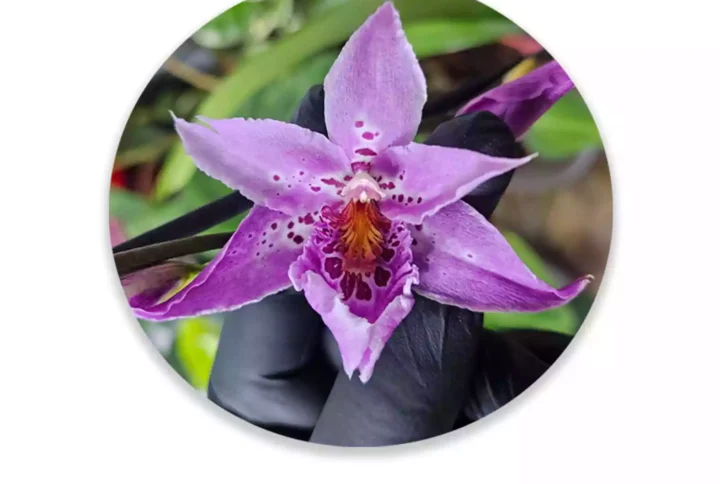 cambria5Rosa