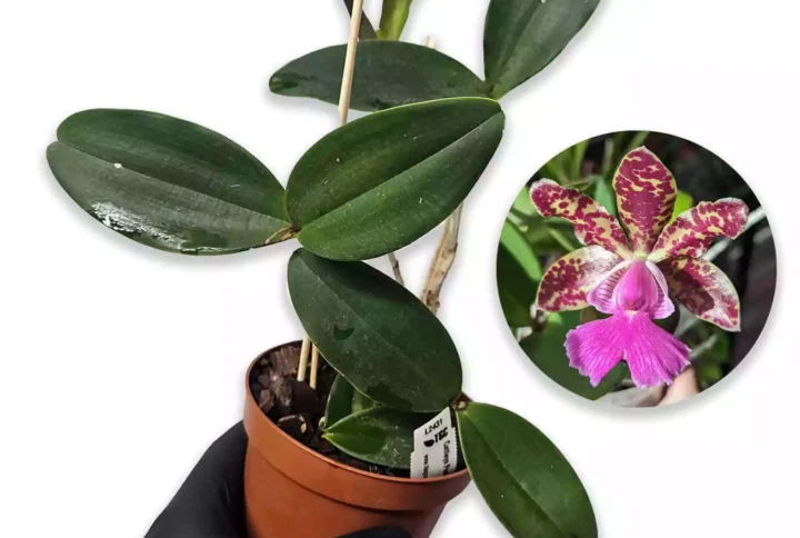 Cattleya Peckaviensis