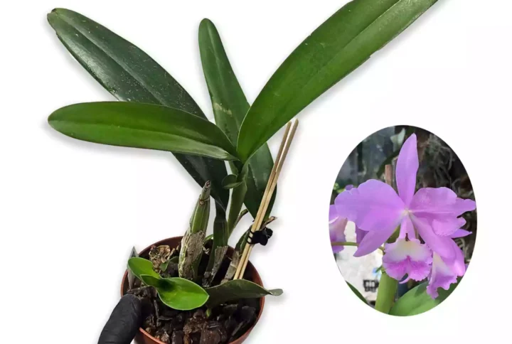 cattleya-portia-tipo