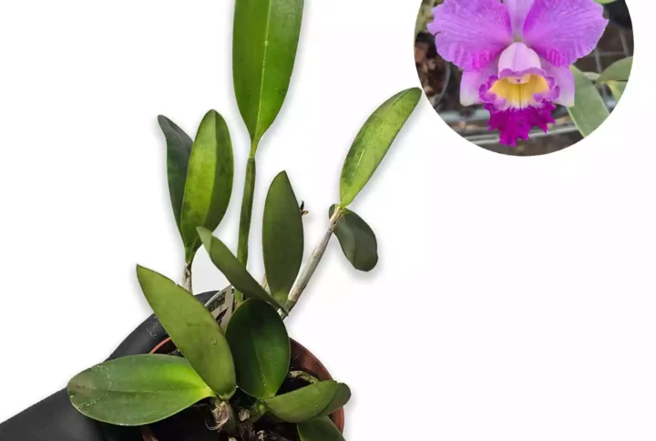 Cattleya pumila x loddigesii