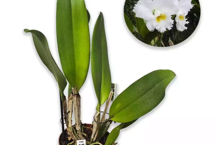 Cattleya Snowball Francis