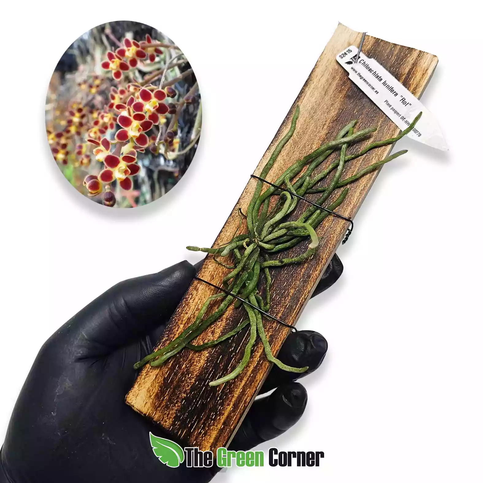 chiloschista-lunifera-rot