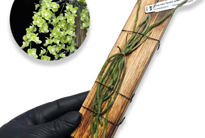 Chiloschista parishii 'Green'