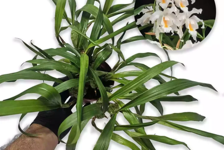 Coelogyne cristata