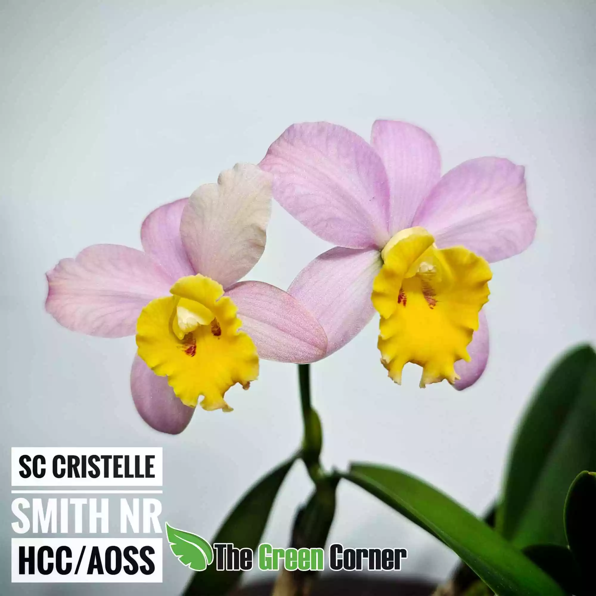 crystella-smith-flores