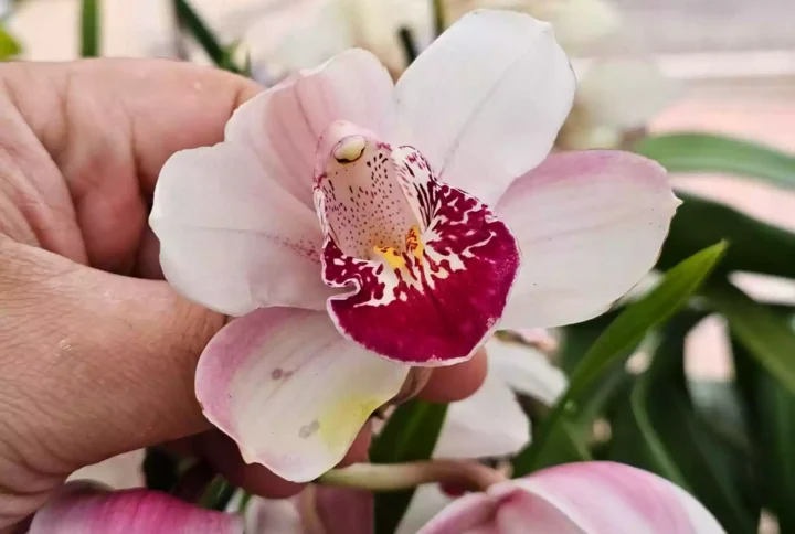 ¿Por qué mi orquídea no florece? Guía completa para solucionar los 5 problemas más comunes