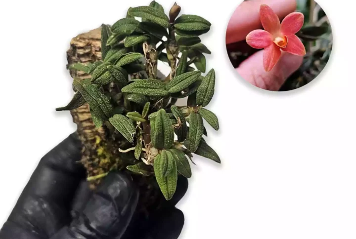 Dendrobium cuthbertsonii x glomeratum
