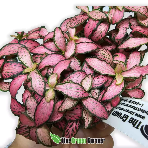 fittonia-small-leaf-rosa