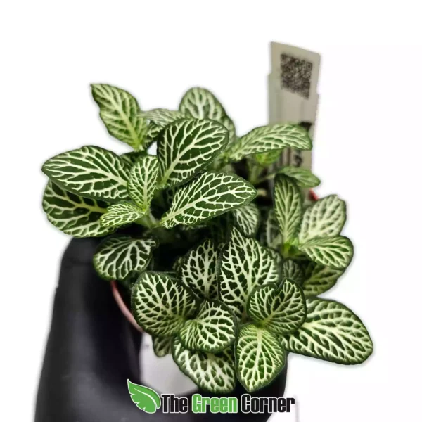 fittonia-small-leaf-verde-blanco