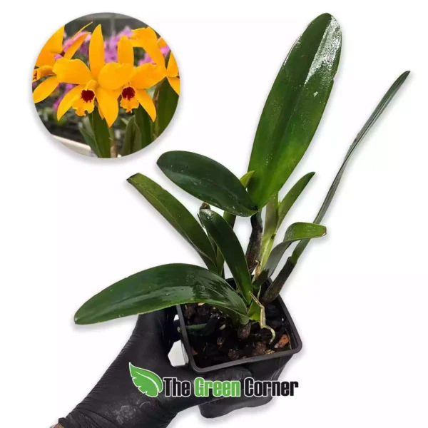 Cattlianthe Gold Brat ‘Miku’ Sku/Joga
