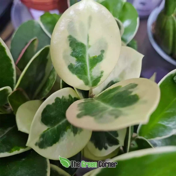 hoya-australis-blondi-hoja